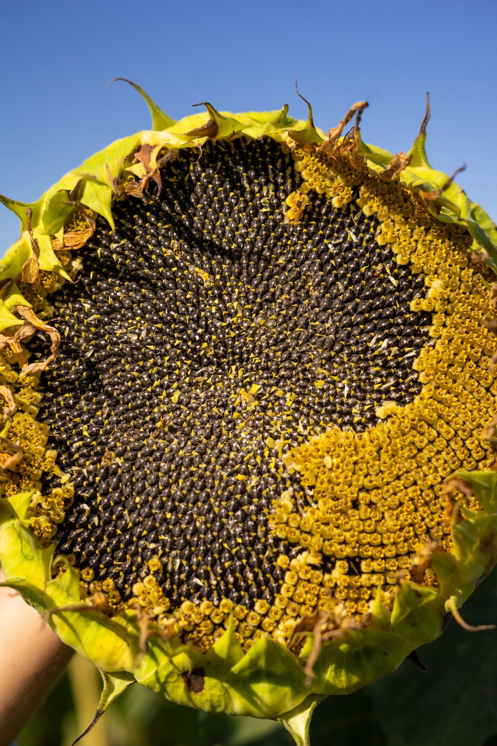 El girasol vuelve con fuerza a la Zona Núcleo | Diario Castellanos