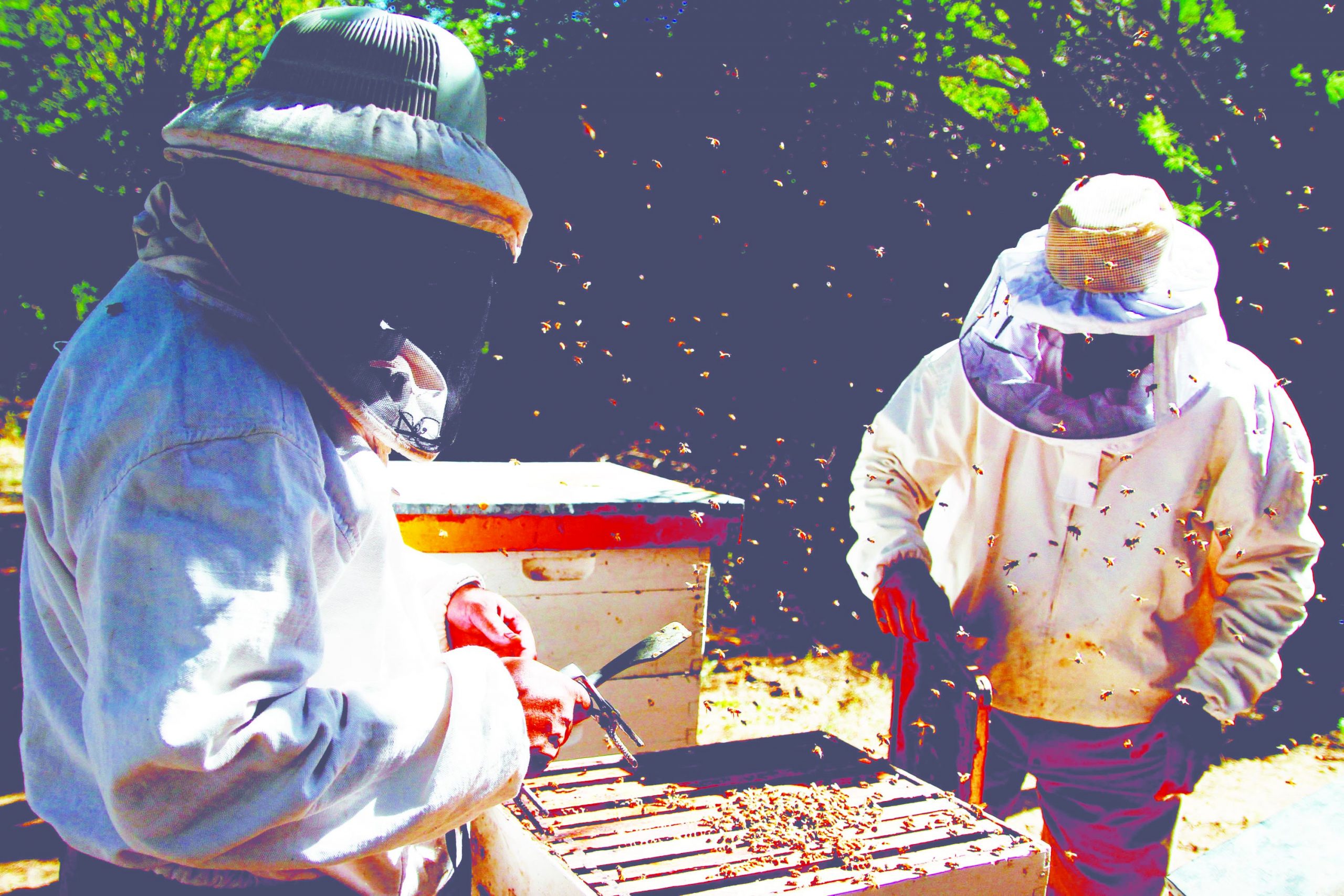 Mayor Ananiver piel Historia de la apicultura en la República Argentina | Diario Castellanos