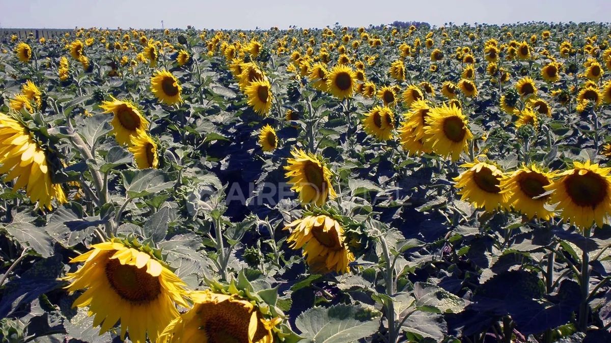 Santa Fe tuvo la peor cosecha de girasol en 12 años | Diario Castellanos